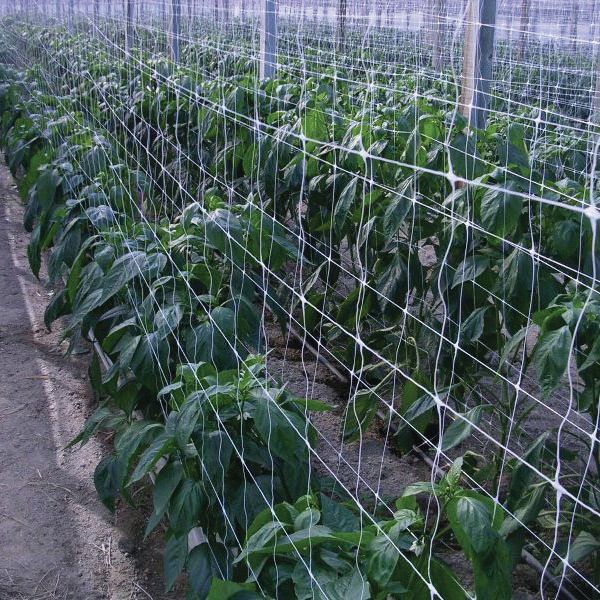 ΔΙΧΤΥ ΑΝΑΡ/ΣΗΣ 13 FG ΦΑΣΟΛΙΩΝ