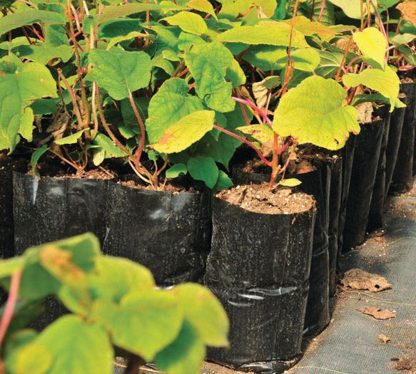 ΣΑΚΟΣ ΜΑΥΡΟΣ ΦΥΤΩΡΙΟΥ 13/18 Χ 28 (10 KG)